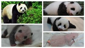 圓仔(台北市立動物園提供)