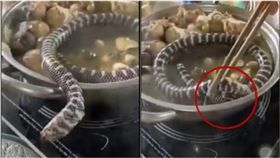 整隻活蛇丟下鍋！牠痛苦扭動想逃命…遭「筷子壓頭」被煮熟（圖／翻攝自tiktok）