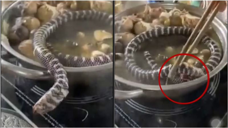 活蛇丟下鍋！牠扭動想逃…遭壓頭煮熟