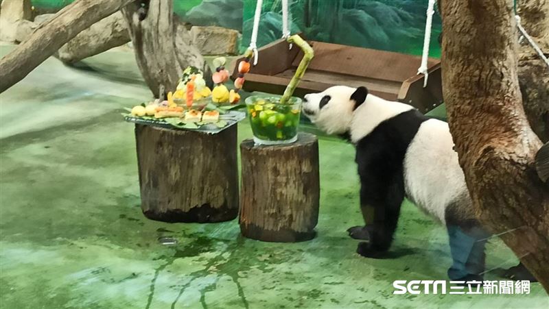大貓熊圓仔7歲了　生日大餐藏7亮點