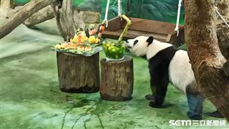 大貓熊圓仔7歲了　生日大餐藏7亮點