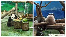 圓仔七歲生日（記者陳弋攝影）