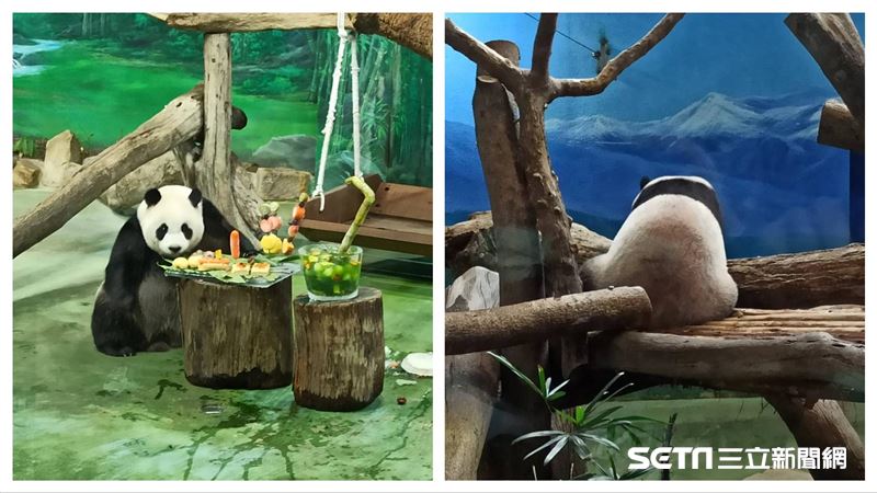 圓仔舔幾下大餐就跑掉　動物園揭原因