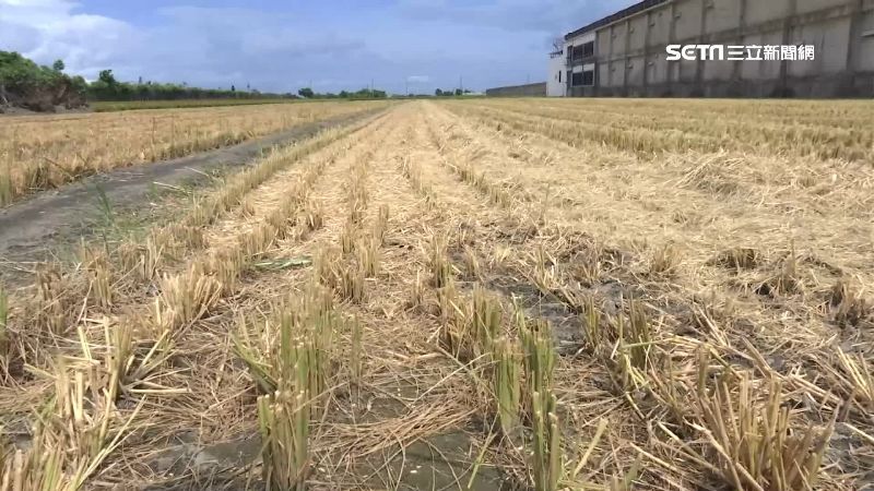 4.8分稻田被盜割　賊竟是兒時玩伴