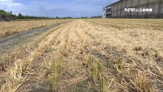 4.8分稻田被盜割　賊竟是兒時玩伴