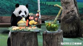 圓仔（台北市立動物園提供）