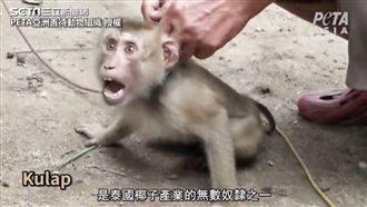 泰國遭揭濫捕猴　強迫摘椰子還狠拔牙