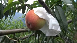 獼猴大亂果園　逾1萬顆水蜜桃報銷