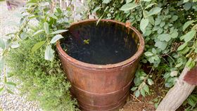 登革熱、水桶、積水、花盆。（圖／MotionElements／達志影像）