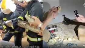 中國廣東，3公尺巨蟒躺床!狂生20顆蛋。（圖／翻攝自看看新聞）