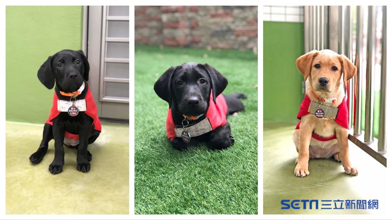 台灣導盲犬走向世界　贈港韓互助交流