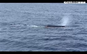 台東海岸見到抹香鯨。