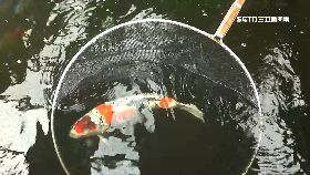 錦鯉投資.術1801