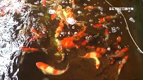 錦鯉投資.術1801