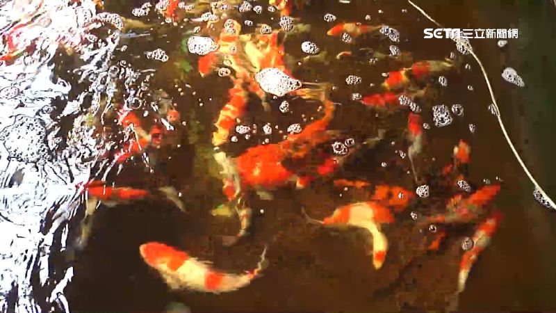 投資 會游泳的寶石 繁殖冠軍錦鯉40cm賣價近百萬 生活 三立新聞網setn Com