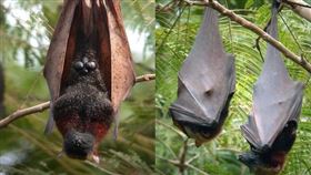 蝙蝠
https://www.flickr.com/photos/lennyworthington/15904184773/in/photolist-26JSo5N-2fQFTKn-2hddjpi-r5Qhpm-qTCRdj-qep73i-qTLN5B-qebLt3/