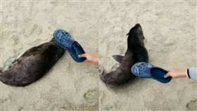 陸客「拖鞋」揍醒睡覺海獅　網氣炸
中國,陸客,水準,野生動物,虐待,海獅,南非,拖鞋
翻攝自微博