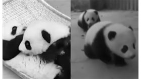 2隻小熊貓因為過敏引發器官衰竭死亡（圖／翻攝自南華早報）