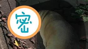 狗屍,瞪眼,慘狀,娃娃,人行道(翻攝自 爆怨公社)