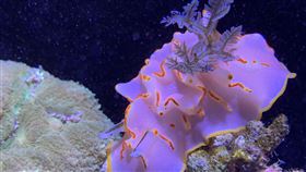 ▲海洋萌主海蛞蝓-如同海中花朵的海蛞蝓。（圖／國立海洋生物博物館提供）