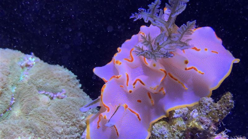 屏東海生館暑期限定「海洋萌友會」！