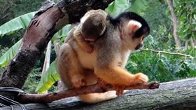 動物園喜事不斷　黑冠松鼠猴添子、貓熊「二寶」成長日記：照「書」養？參考姐姐圓仔的紀錄最安心（圖／台北市立動物園提供）