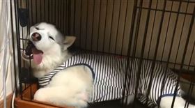 哈士奇以奇特姿勢熟睡（圖／翻攝自SPOONkoros推特）