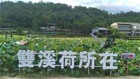 新北市雙溪,上林荷花田,戀戀雙溪荷所在,荷花,蓮花,霸王蓮,香水蓮（圖／新北市農業局提供）