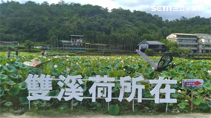 雙溪荷花季　荷花香水蓮霸王蓮超好拍
