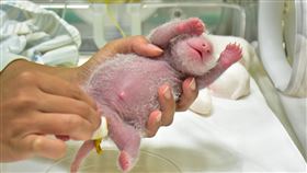 動物園喜事不斷　黑冠松鼠猴添子、貓熊「二寶」成長日記：照「書」養？參考姐姐圓仔的紀錄最安心（圖／台北市立動物園提供）