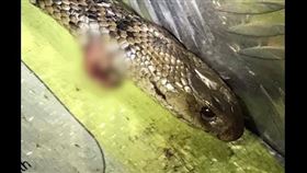 男遭2公尺蛇咬！見種類後「飆速123公里」…警攔下笑了（圖／翻攝自Queensland Police Service臉書）