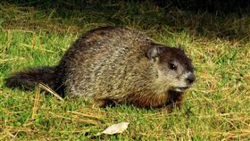 土撥鼠 圖／Pixabay