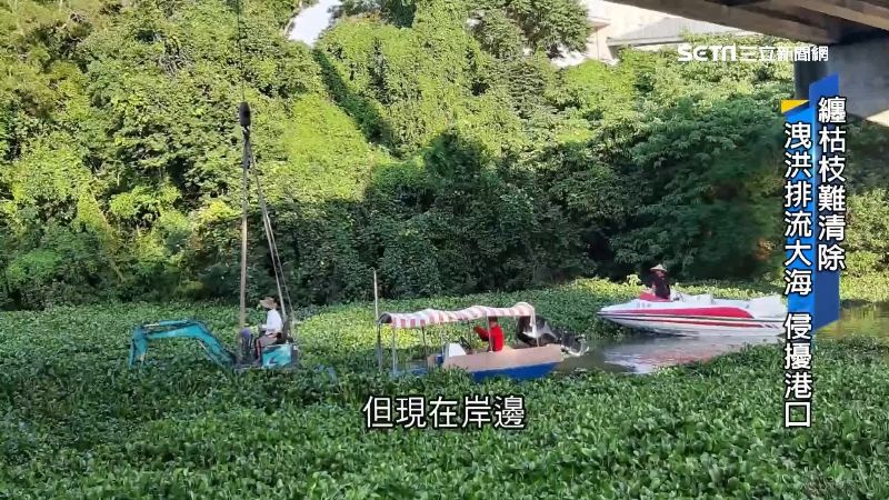 外來種布袋蓮塞滿水庫　益草竟成殺手