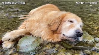 阿金用石頭「饋桃」　幸福躺溪水沖涼