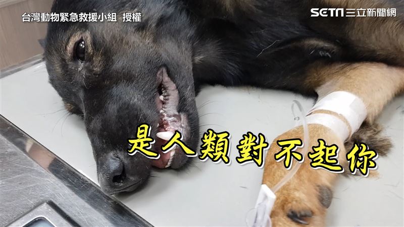 捕獸夾纏浪犬　他奔波搶救怒說這句話