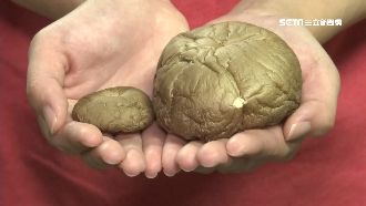 10萬朵才有1朵　菇王猶如漢堡大