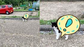 野外驚現「誇張炸毛貓咪」。（圖／翻攝自poyakyu推特）