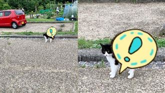 貓星人氣噗噗誇張炸毛　網：這海膽嗎