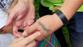 苔蛾 毛毛蟲 （圖／記者許雅惠攝影）