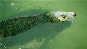 西班牙,動物園,海豹,青苔。(圖/翻攝自AnimaNaturalis推特)