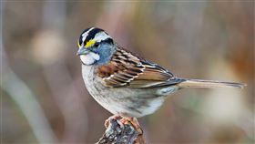 白喉麻雀,加拿大,曲調,節拍（圖／翻攝自PIXABAY）