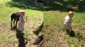 木棍,蛇,美國,你丟我撿。(圖/翻攝自ViralHog推特)