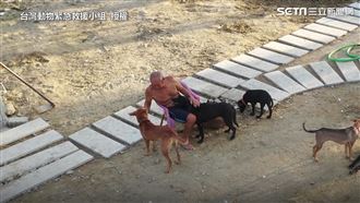 8旬翁乞食餵浪浪　網募百萬重建狗園