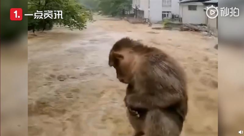 福建淹成汪洋！猴子蹲橋上表情超無助