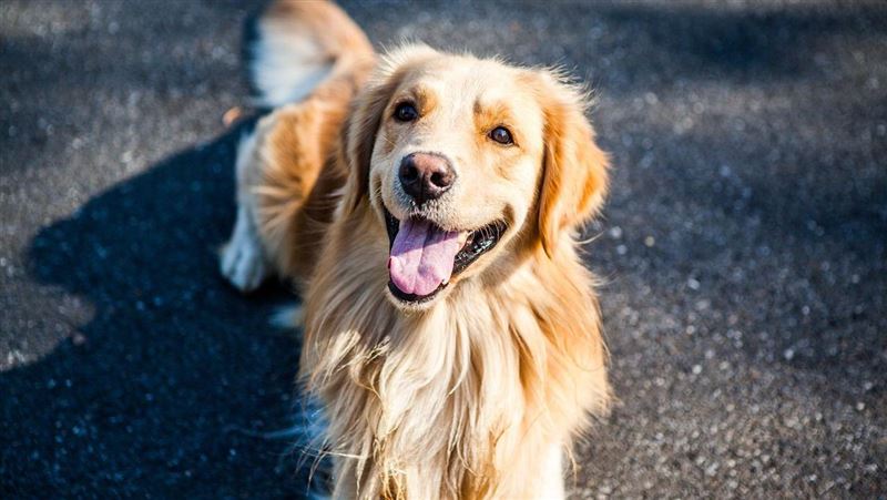 愛犬回家「脖子多9字」　主人傻眼了