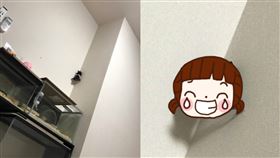 倉鼠,逃家,被逮,爬牆,可愛