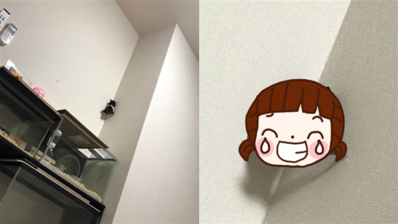 倉鼠逃家被逮　2小腳狂抖撐壁網笑噴
