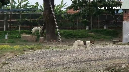 浪犬追車致死！卻有人阻礙推動保園區