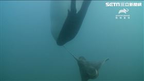 地球上最殘忍、效率高、絕頂聰明的《超神動物:殺手鯨》（圖／動物星球頻道提供）