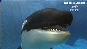 地球上最殘忍、效率高、絕頂聰明的《超神動物:殺手鯨》（圖／動物星球頻道提供）